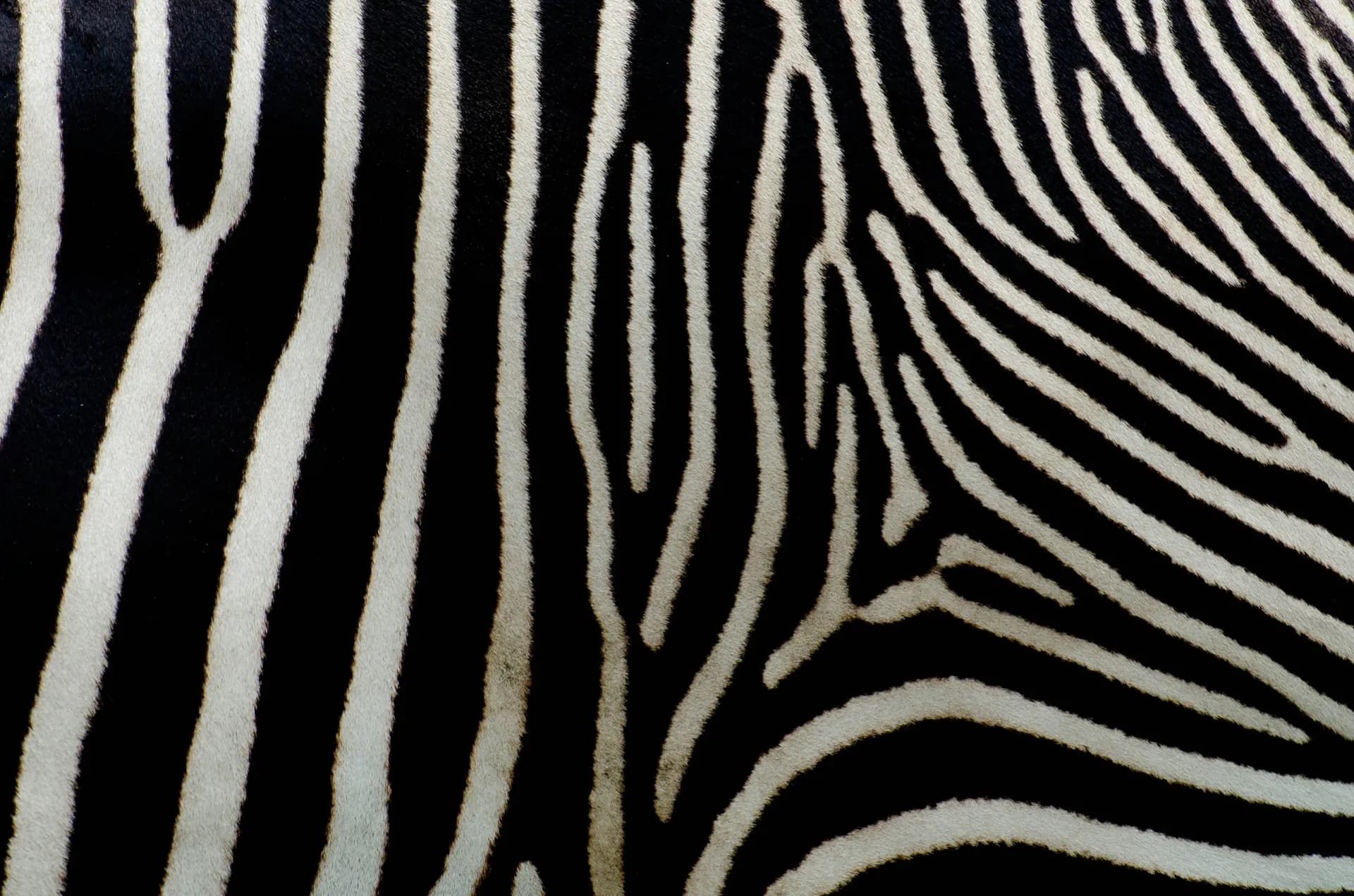 Zebra Enterprise Android - Mobile Interaction